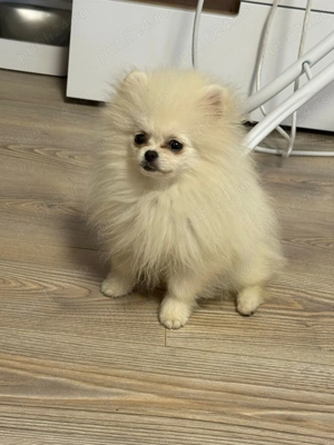 Pomeranieni 4luni - imagine 5