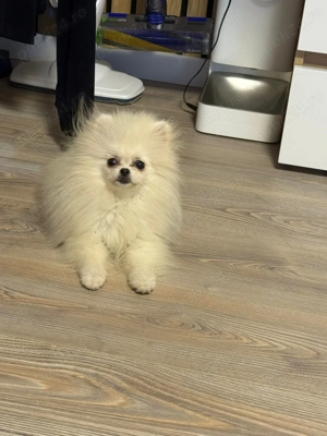 Pomeranieni 4luni - imagine 3