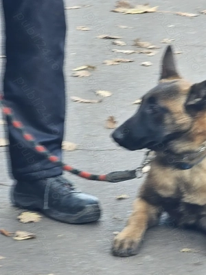 Pui ciobanesc belgian  malinois cu dresaj de bsza de vanzare - imagine 5