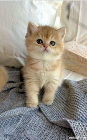 Puiuț British short hair - imagine 3