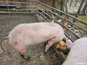 Porc de vânzare - imagine 2
