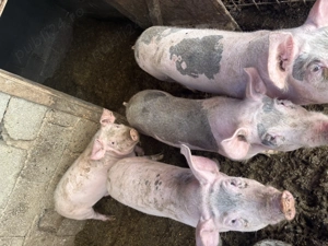 Porci pietreni+duroc - imagine 2 Porci pietreni+duroc - imagine 2