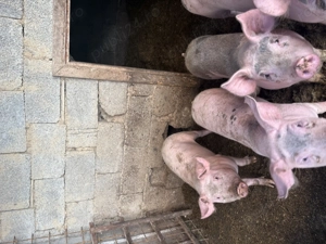 Porci pietreni+duroc