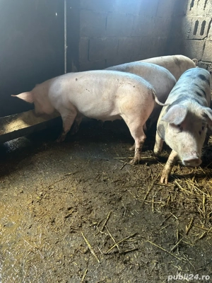 Vand grasuni la 50 de kg 