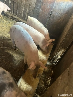 Vand grasuni la 50 de kg  - imagine 2