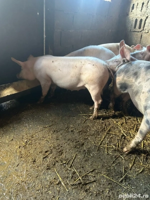 Vand grasuni la 50 de kg  - imagine 4