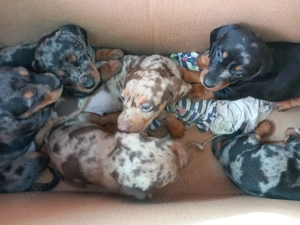 Pui Teckel  Arlechin  ciocolatiu    Arlechin  negru   maro