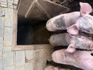 Porci pietreni+duroc - imagine 3 Porci pietreni+duroc - imagine 3