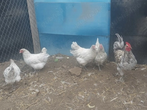 Oferta doar azi  familie Australorp