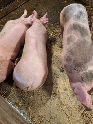 Porci rasa de carne  - imagine 2 Porci rasa de carne  - imagine 2