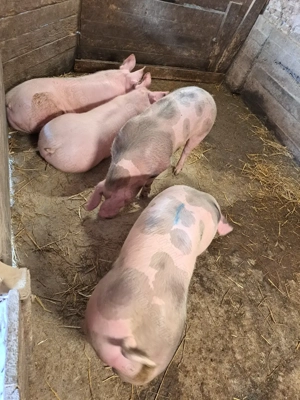 Porci rasa de carne  - imagine 3 Porci rasa de carne  - imagine 3