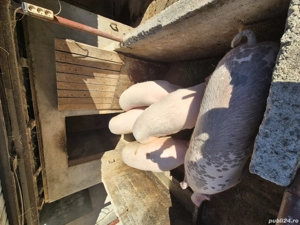 vand porci grasi - imagine 5