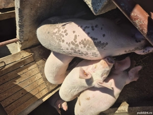 vand porci grasi - imagine 3