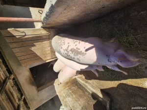 vand porci grasi - imagine 4