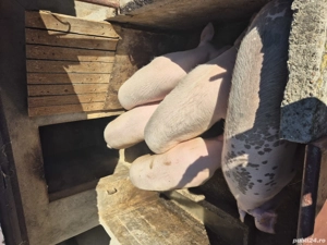 vand porci grasi - imagine 2