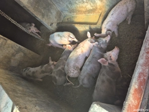 vand purcei - imagine 2