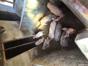 vand purcei - imagine 5