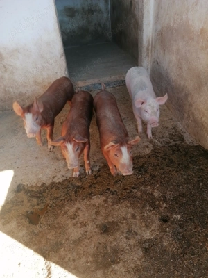 Vând purcei  - imagine 3