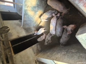 vand purcei - imagine 3