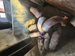 vand purcei - imagine 4