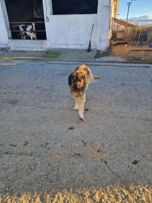 Vand Pereche de 2 caini- Ciobanesc Caucazian- Femela+Mascul - imagine 2