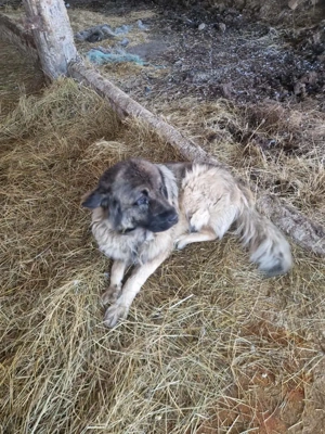Vand Pereche de 2 caini- Ciobanesc Caucazian- Femela+Mascul