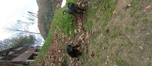 Vând catelusi  - imagine 3 Vând catelusi  - imagine 3