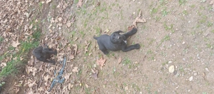 Vând catelusi  - imagine 5 Vând catelusi  - imagine 5