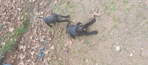 Vând catelusi  - imagine 4 Vând catelusi  - imagine 4