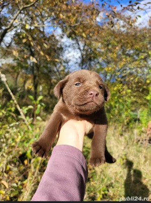 Puiuti deosebiti Labrador Retriver - imagine 3