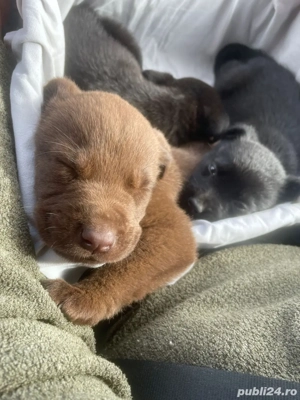 Puiuti deosebiti Labrador Retriver - imagine 2