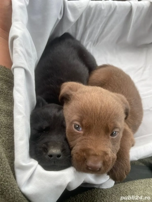 Puiuti deosebiti Labrador Retriver