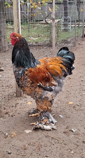 Cocoș brahma porțelan