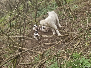 vând căței  - imagine 3 vând căței  - imagine 3