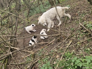 vând căței  - imagine 2 vând căței  - imagine 2