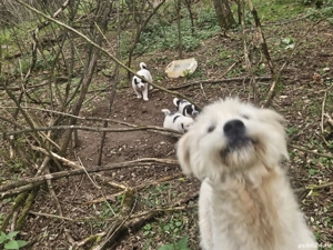 vând căței  - imagine 4 vând căței  - imagine 4