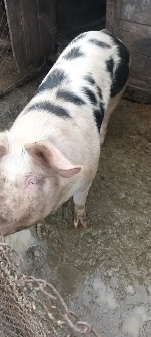 Vând porc pentru sacrificat 