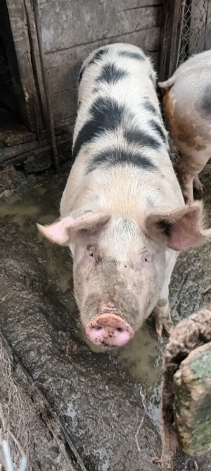 Vând porc pentru sacrificat  - imagine 2 Vând porc pentru sacrificat  - imagine 2