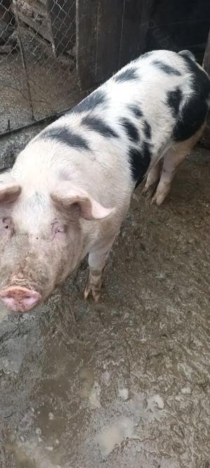 Vând porc pentru sacrificat  - imagine 4 Vând porc pentru sacrificat  - imagine 4