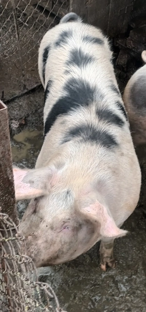 Vând porc pentru sacrificat  - imagine 3 Vând porc pentru sacrificat  - imagine 3