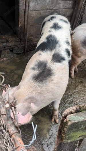 Vând porc pentru sacrificat  - imagine 5 Vând porc pentru sacrificat  - imagine 5