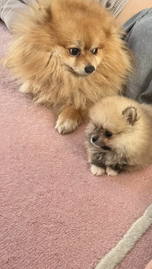 Pomeranian Mario superb
