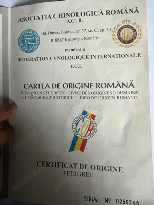 Vand Pereche de 2 caini- Ciobanesc Caucazian- Femela+Mascul - imagine 4