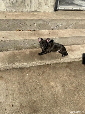 Buldog francez talie mică si compactă  - imagine 2 Buldog francez talie mică si compactă  - imagine 2