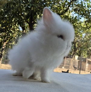 Iepure pitic cap de leu-mascul