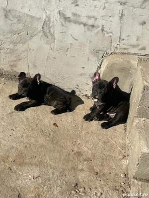 Buldog francez talie mică si compactă  - imagine 5 Buldog francez talie mică si compactă  - imagine 5