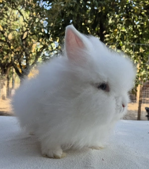 Iepure pitic cap de leu-mascul - imagine 2