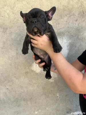 Buldog francez talie mică si compactă  - imagine 3 Buldog francez talie mică si compactă  - imagine 3