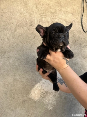 Buldog francez talie mică si compactă  - imagine 4 Buldog francez talie mică si compactă  - imagine 4