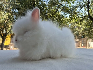 Iepure pitic cap de leu-mascul - imagine 5